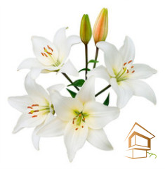 Натяжной потолок с фотопечатью Цветы 114