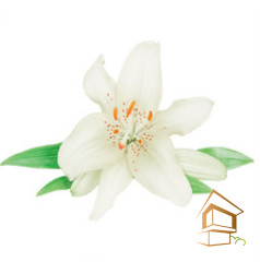 Натяжной потолок с фотопечатью Цветы 115