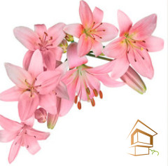 Натяжной потолок с фотопечатью Цветы 116