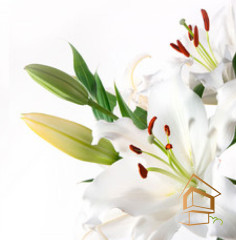 Натяжной потолок с фотопечатью Цветы 117