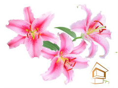 Натяжной потолок с фотопечатью Цветы 119