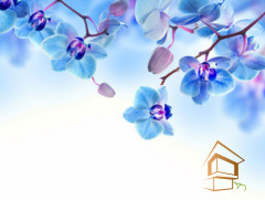 Натяжной потолок с фотопечатью Цветы 002