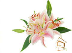 Натяжной потолок с фотопечатью Цветы 120