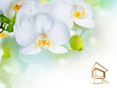 Натяжной потолок с фотопечатью Цветы 003