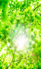 Натяжной потолок с фотопечатью Небо и объекты 051