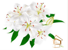 Натяжной потолок с фотопечатью Цветы 121