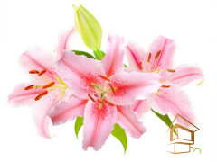 Натяжной потолок с фотопечатью Цветы 122