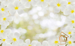 Натяжной потолок с фотопечатью Цветы 222