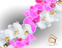 Натяжной потолок с фотопечатью Цветы 005