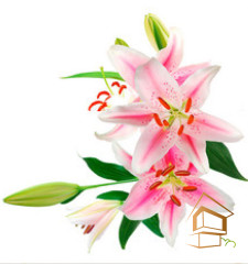 Натяжной потолок с фотопечатью Цветы 124