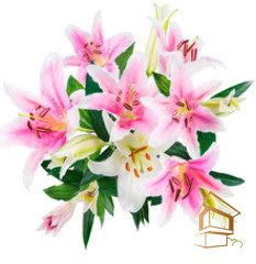 Натяжной потолок с фотопечатью Цветы 125