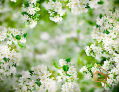 Натяжной потолок с фотопечатью Цветы 227