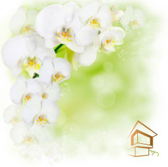 Натяжной потолок с фотопечатью Цветы 011