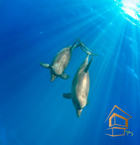 Натяжной потолок с фотопечатью Подводный мир 017 - -