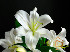 Натяжной потолок с фотопечатью Цветы 129