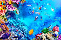 Натяжной потолок с фотопечатью Подводный мир 019