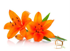 Натяжной потолок с фотопечатью Цветы 131