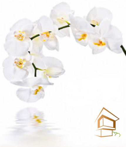 Натяжной потолок с фотопечатью Цветы 014 - -