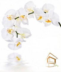 Натяжной потолок с фотопечатью Цветы 014