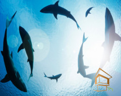 Натяжной потолок с фотопечатью Подводный мир 020