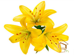 Натяжной потолок с фотопечатью Цветы 132