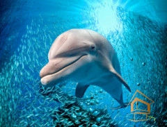 | Натяжной потолок с фотопечатью подводный мир, Натяжной потолок море Натяжной потолок с фотопечатью Подводный мир 038