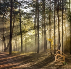 | Натяжной потолок с фотопечатью стены Натяжной потолок с фотопечатью Стены 023