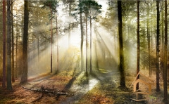 | Натяжной потолок с фотопечатью стены Натяжной потолок с фотопечатью Стены 024