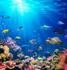 | Натяжной потолок с фотопечатью подводный мир, Натяжной потолок море Натяжной потолок с фотопечатью Подводный мир 042