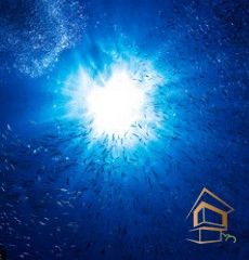 | Натяжной потолок с фотопечатью подводный мир, Натяжной потолок море Натяжной потолок с фотопечатью Подводный мир 047