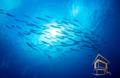 | Натяжной потолок с фотопечатью подводный мир, Натяжной потолок море Натяжной потолок с фотопечатью Подводный мир 048