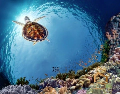 | Натяжной потолок с фотопечатью подводный мир, Натяжной потолок море Натяжной потолок с фотопечатью Подводный мир 051