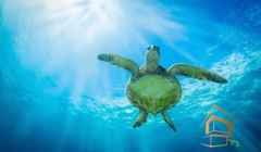 | Натяжной потолок с фотопечатью подводный мир, Натяжной потолок море Натяжной потолок с фотопечатью Подводный мир 052