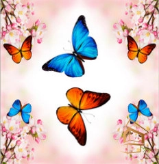 | Натяжной потолок с фотопечатью бабочки Натяжной потолок с фотопечатью Бабочки 003