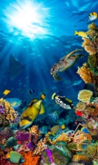 | Натяжной потолок с фотопечатью подводный мир, Натяжной потолок море Натяжной потолок с фотопечатью Подводный мир 056