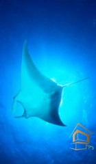 | Натяжной потолок с фотопечатью подводный мир, Натяжной потолок море Натяжной потолок с фотопечатью Подводный мир 057