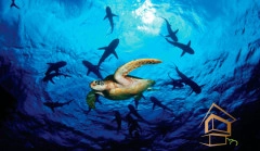 | Натяжной потолок с фотопечатью подводный мир, Натяжной потолок море Натяжной потолок с фотопечатью Подводный мир 058