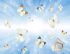 | Натяжной потолок с фотопечатью бабочки Натяжной потолок с фотопечатью Бабочки 009