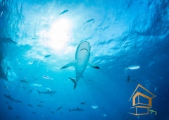 | Натяжной потолок с фотопечатью подводный мир, Натяжной потолок море Натяжной потолок с фотопечатью Подводный мир 060