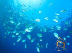 | Натяжной потолок с фотопечатью подводный мир, Натяжной потолок море Натяжной потолок с фотопечатью Подводный мир 063