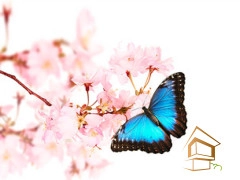 | Натяжной потолок с фотопечатью бабочки Натяжной потолок с фотопечатью Бабочки 013