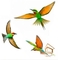 | Натяжной потолок с фотопечатью животный мир Натяжной потолок с фотопечатью Животный мир 018