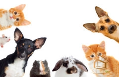 | Натяжной потолок с фотопечатью животный мир Натяжной потолок с фотопечатью Животный мир 003