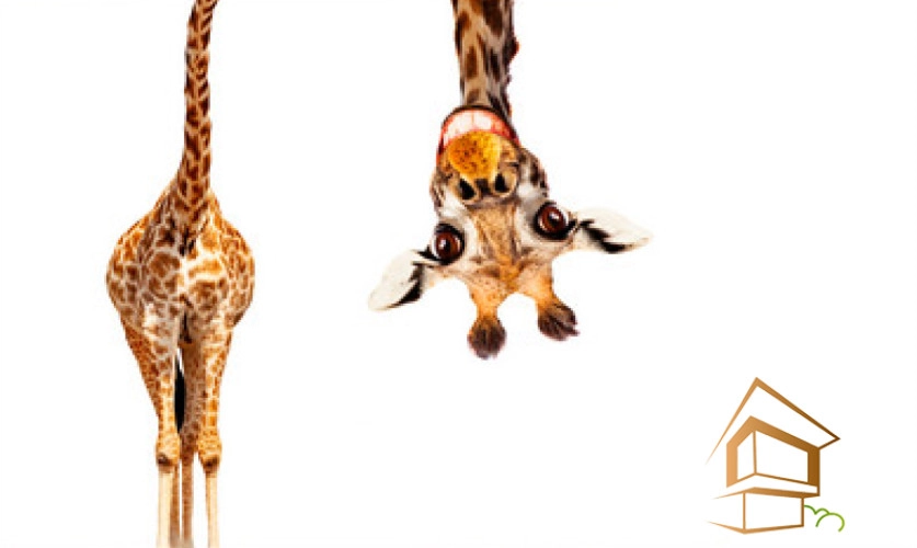 | натяжной потолок, фотопечать, Животный мир, интерьер, заказ Натяжной потолок с фотопечатью Животный мир 016 -  -