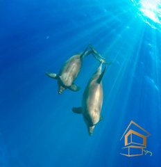 | Натяжной потолок с фотопечатью подводный мир, Натяжной потолок море Натяжной потолок с фотопечатью Подводный мир 017