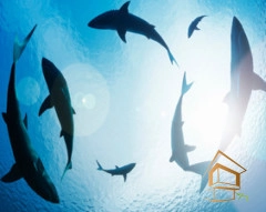 | Натяжной потолок с фотопечатью подводный мир, Натяжной потолок море Натяжной потолок с фотопечатью Подводный мир 020